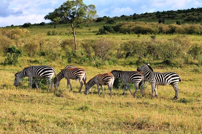 Old oyo national park -Top Tourist Attractions in Nigeria