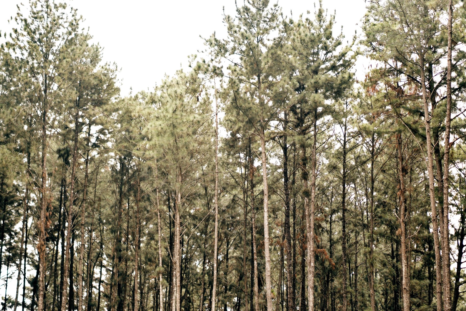 Serene view of towering pine trees at Ngwo Pine Forest, a top wellness tourism destination in Nigeria