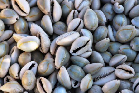 Nigeria’s Ancient Currencies: Cowries, Brass, and the Origins of Trade