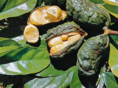 The Significance of the Kola Nut in Nigerian Social Gatherings and Ceremonies