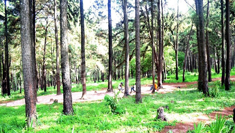 Ngwo Pine Forest, Enugu State