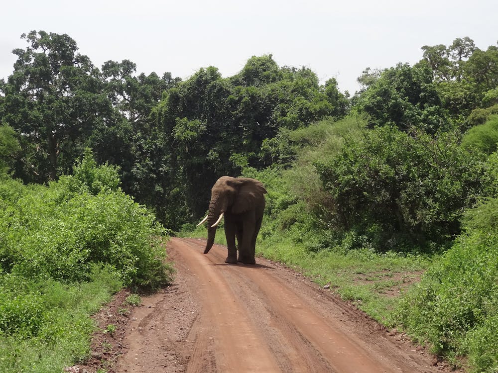 Gashaka Gumti National Park, Taraba State