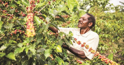 Challenges in Nigeria's Coffee Industry