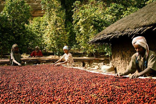 Ethiopia’s Tourism Sector Surges as Global Demand for Its Coffee and Cuisine Grows