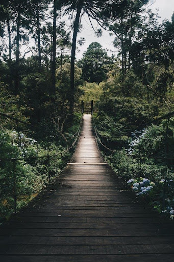 ReForest AI Ignites Nigeria's Ecotourism Revolution