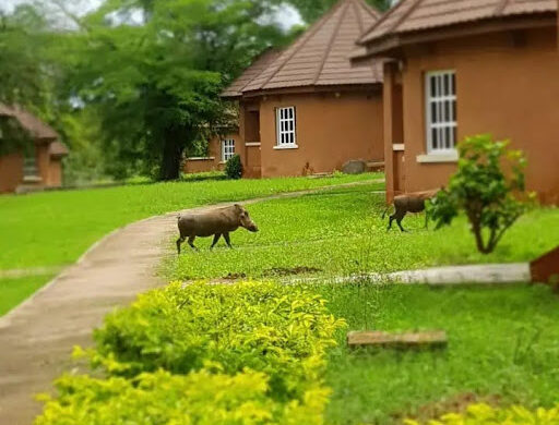 Yankari Game Reserve, Bauchi State