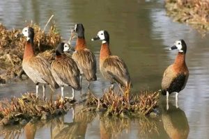Bird Watching in Nigeria