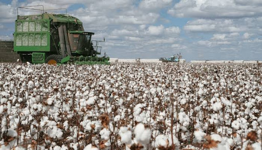 The Link Between Cotton and a Sustainable Fashion Economy