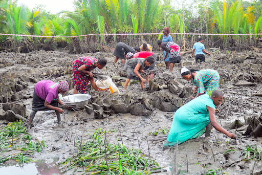 By Dr. Oritseweyinmi Erikowa-Orighoye (Dr Weyoms) Vice Chair, Institute of Mangrove Ecology and Environmental Technology (IMEETech)
