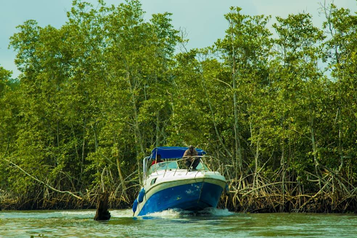 Mangroves in Nigeria