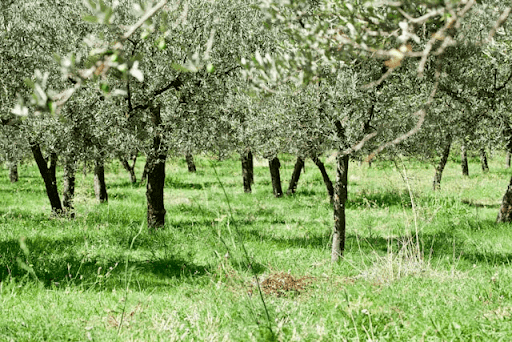 A farm with a farmstay/house, proof that agrotourism in Nigeria is booming. 