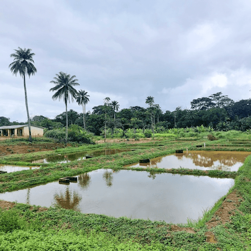 A picture of a farm showing agritourism in Nigeria’s boom. 