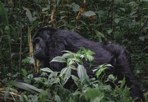 Cross River Sacred Gorilla
