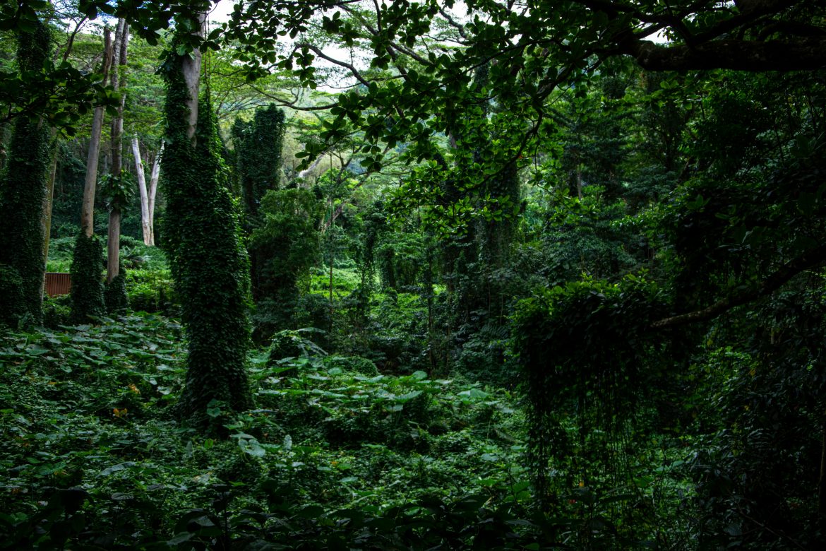 Deforestation in Nigeria and preserving Nigeria’s ecological wisdom