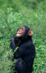 Nigeria-Cameroon Chimpanzee