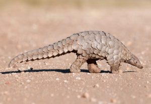 Pangolin in Nigeria