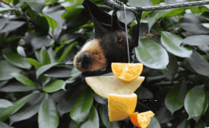 Straw-coloured fruit bat