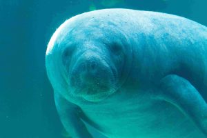 _West African Manatee