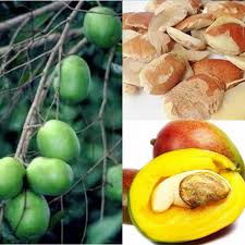 Bush mango (Ogbono) seeds in Nigeria, valued for their use in soups and potential health benefits like digestion and cholesterol control.