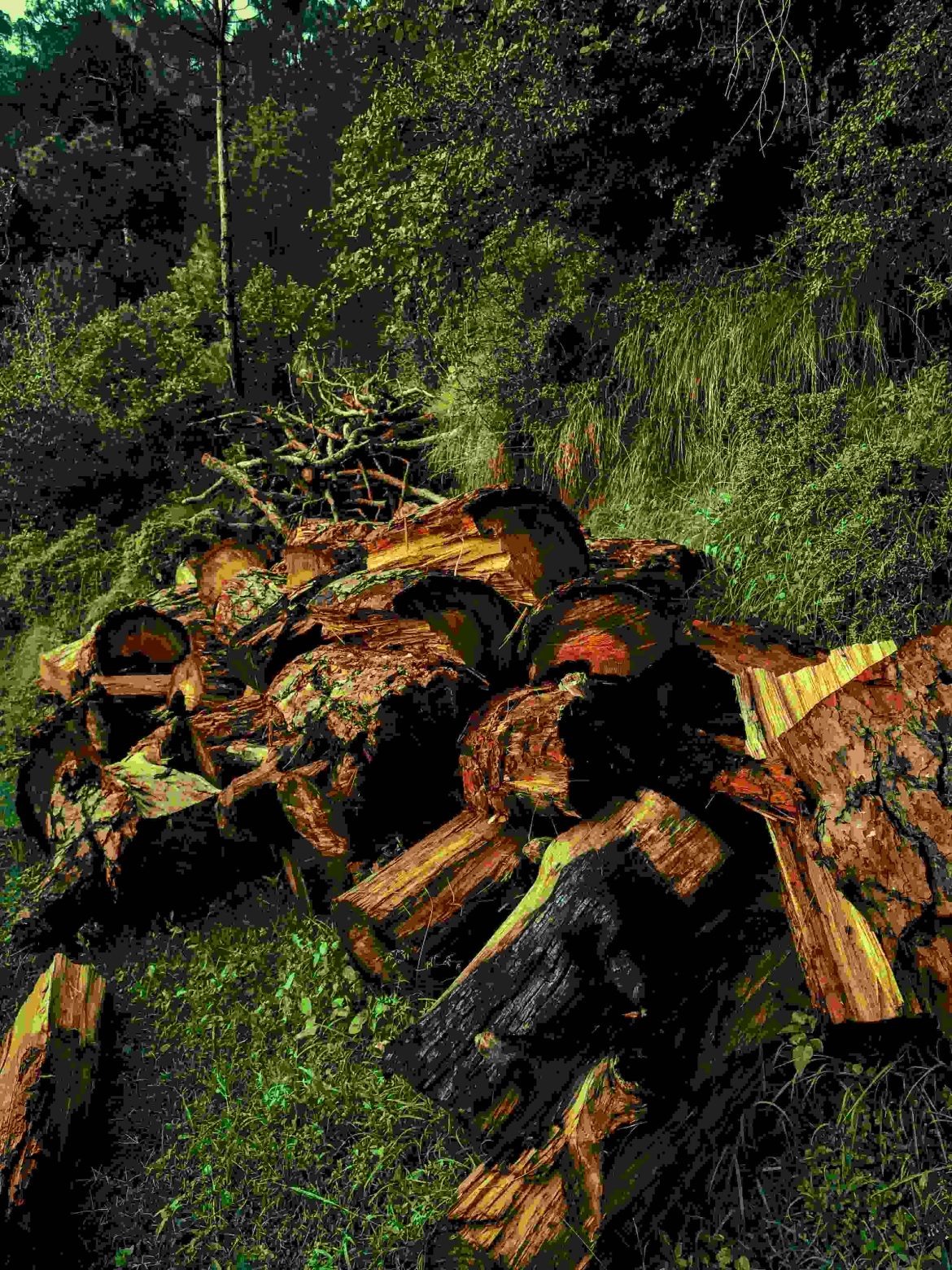 Deforestation in Nigeria showing cleared forest area and biodiversity loss