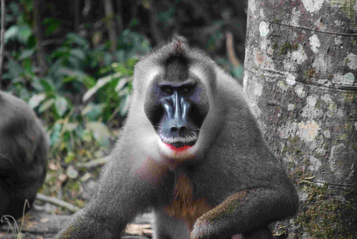 Endangered drill monkey in Afi Wildlife Sanctuary, Cross River State, Nigeria, 2025