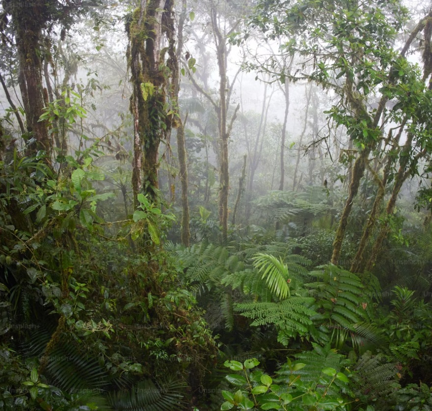 Eco-tourism in Nigeria supporting rainforest conservation and local communities in 2025