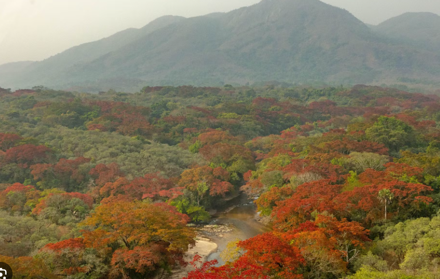 Gashaka-Gumti National Park forest and wildlife in Nigeria 2025