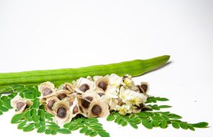 Fresh moringa leaves in Nigeria, highlighting their rich nutritional value and use as a natural remedy for boosting immunity and overall health.