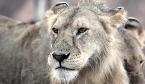 nigeria-endangered-species-lion