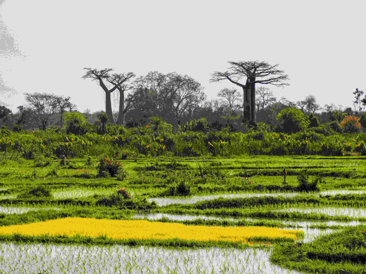 Nigeria wetlands showing mangroves, rivers, and birdlife essential for global biodiversity
