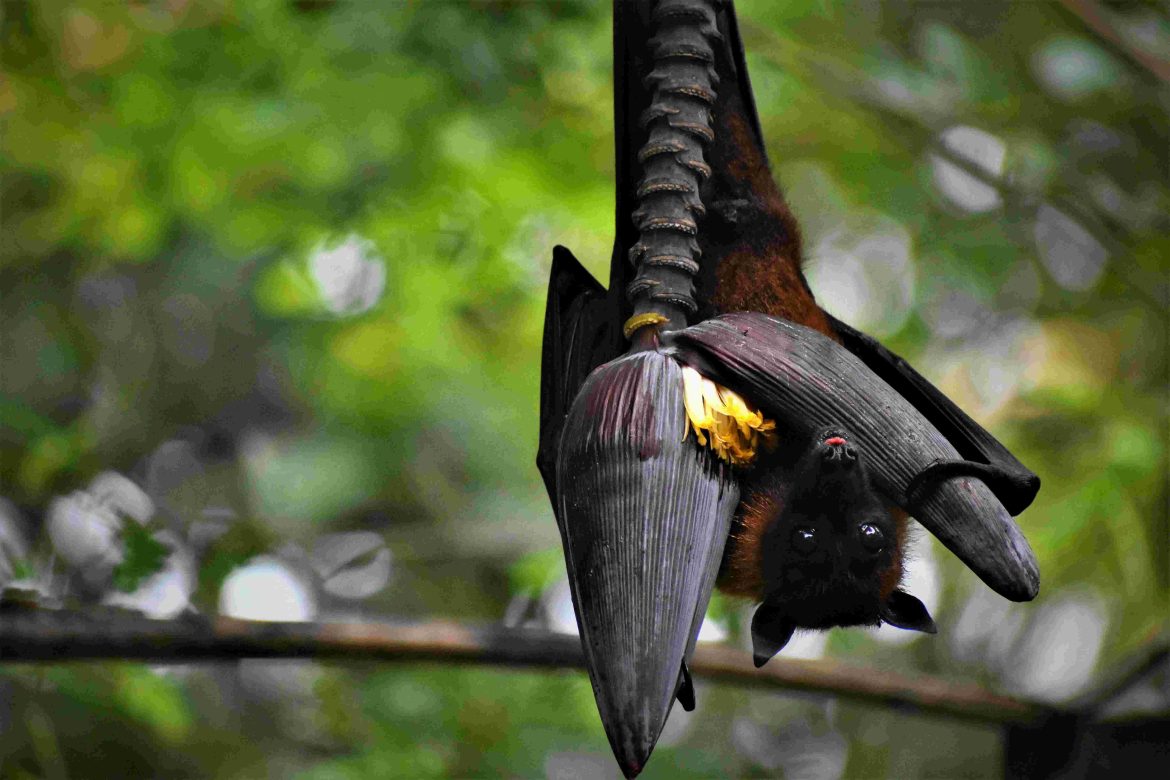 nigeria-winged-pollinators-bats