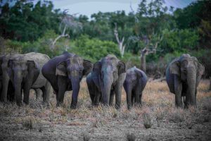 nigerian-forest-elephants