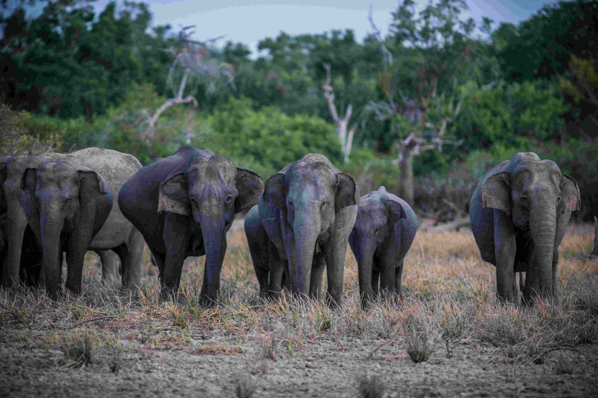 Nigerian forest elephant in Omo Forest Reserve surrounded by dense tropical forest, highlighting their endangered status and ecological role