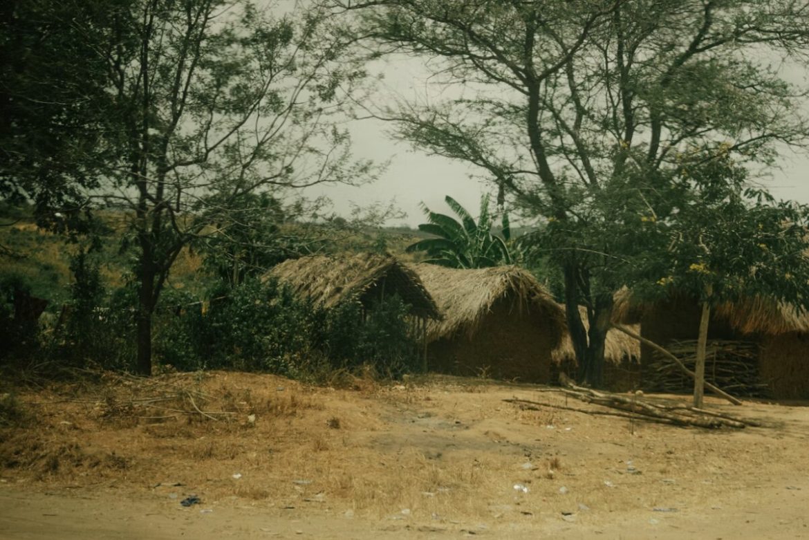 An untouched sacred grove in Nigeria with lush green trees symbolising how folklore protects biodiversity