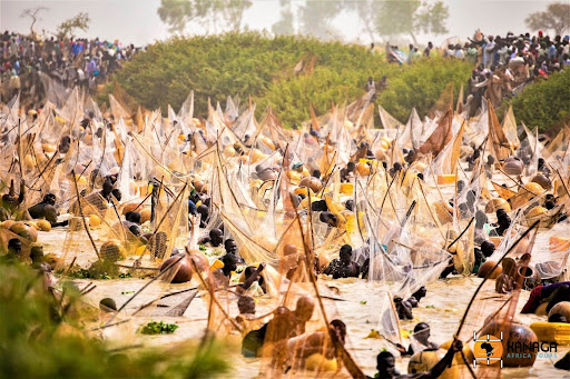 The Legend and the Peace: Argungu Fishing Festival on the Matan Fada River