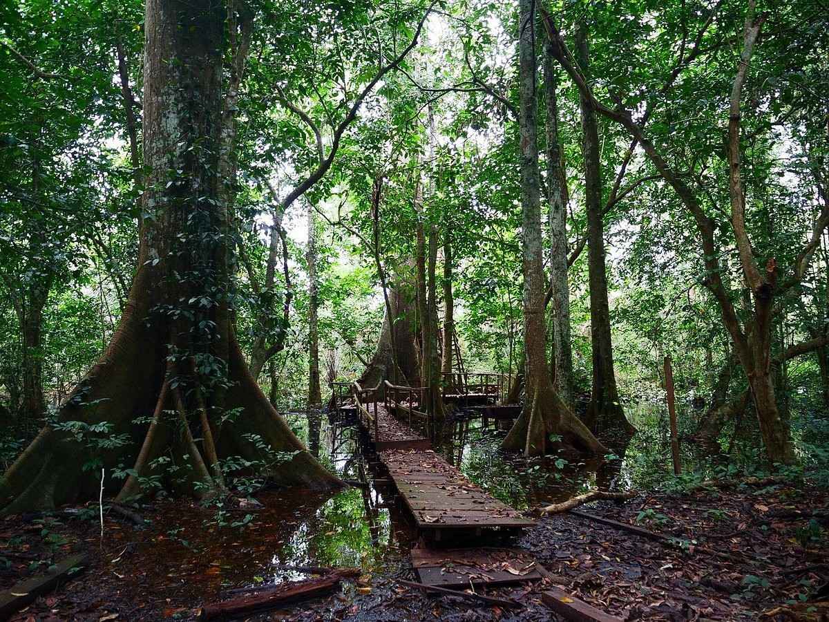 Things to Do in Okomu National Park: What to Expect Before You Go