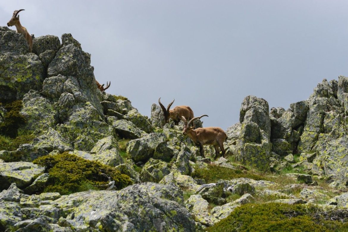 Mountain goats, which are one of the sights you will see on your trip to Bauchi.