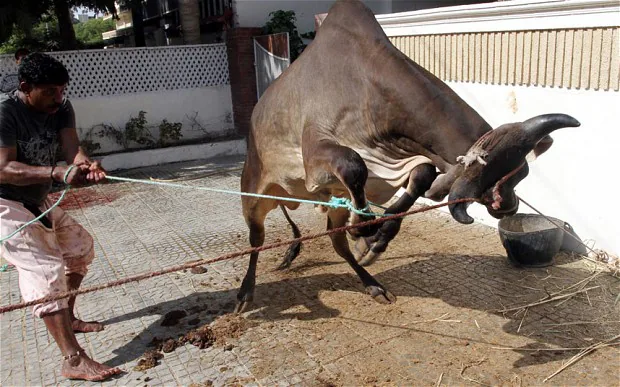 A man about to slaughter a cow for a delicious traditional Nigerian Christmas food. 