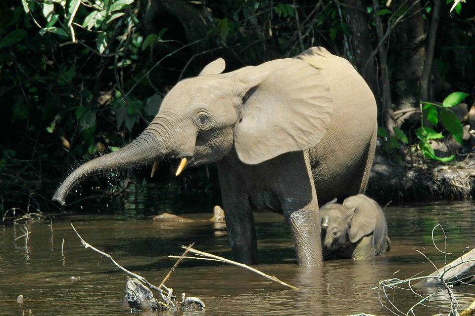 An elephant and her calf at Okomu National Park, one of the family-friendly destinations in Nigeria.