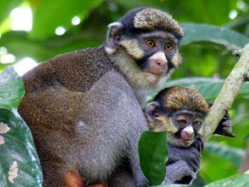 Monkeys found at the Lagwa Monkey Sanctuary: One of the best tourist attractions in Imo State. 
