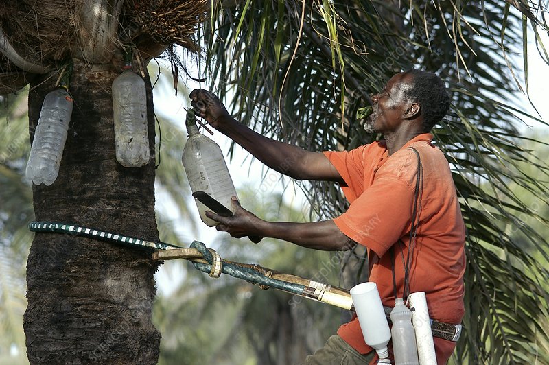 Ivory Coast Palm Wine
