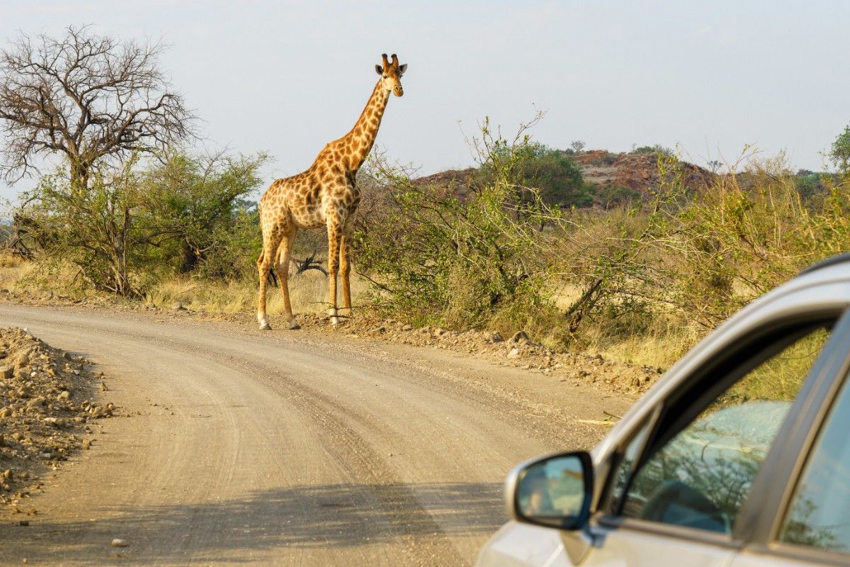 Safari Tourism in Nigeria: Close-up shot of a silver car approaching a giraffe in the safari
