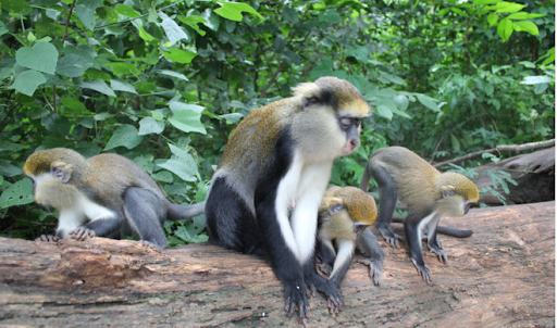 Boabeng-Fiema Monkey Sanctuary, Ghana
