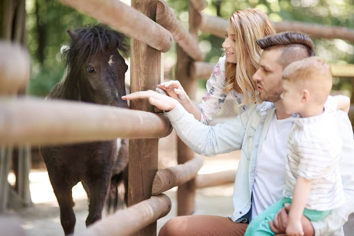 Visitors enjoying sightseeing in a zoo.