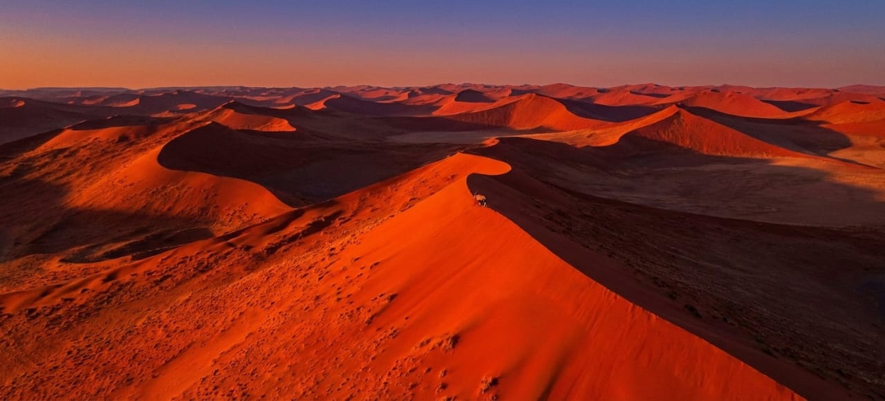 Guardians of the Wild: Wildlife and Conservation Triumphs