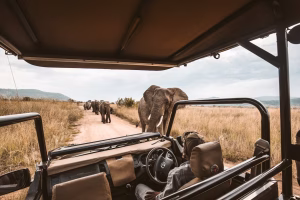Safari and Wildlife in Africa