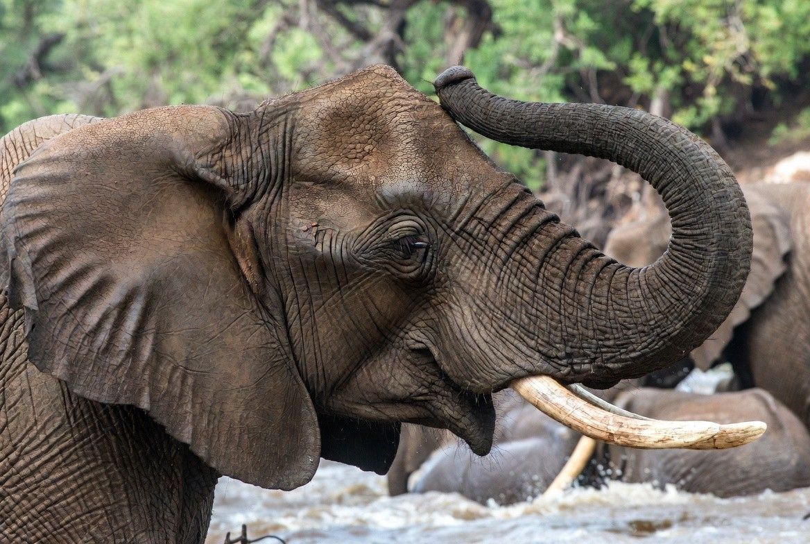 A striking wildlife shot from Chobe National Park