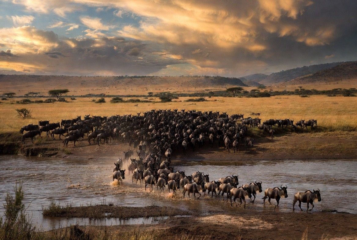 The Maasai Mara during the Great Migration of wildebeest crossing the Mara River at golden hour