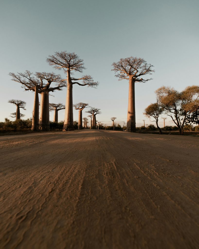 Avenue of the Baobab in Madagascar