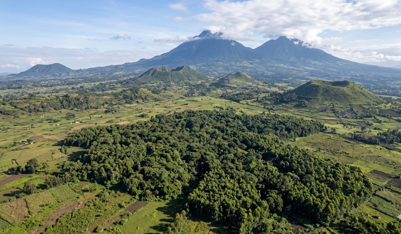 Drone footage of the Buhanga kwa Gihanga forest canopy against the volcanic landscape of Musanze District, with Volcanoes National Park peaks visible in the distance
